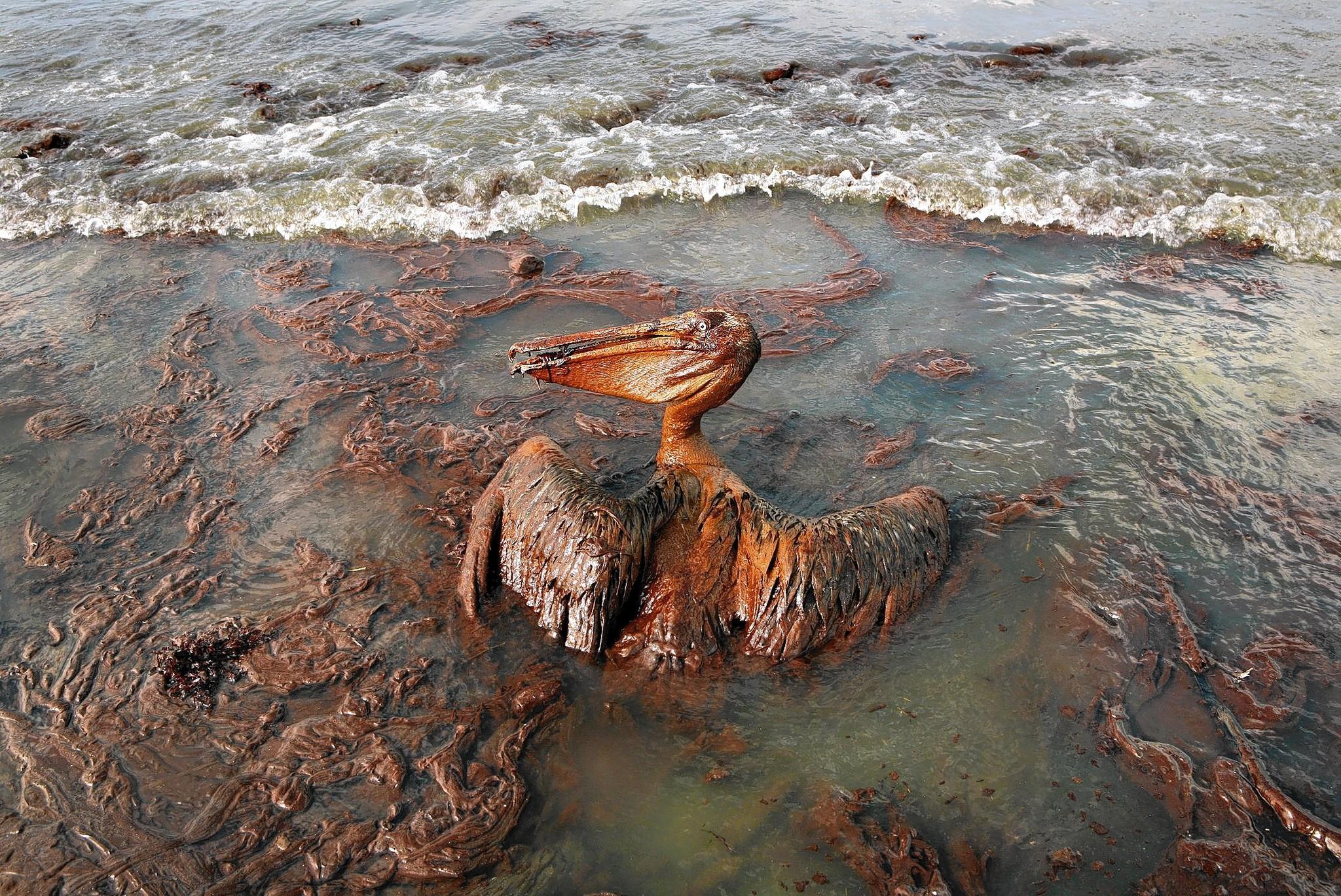 BP Oil Spill 2010